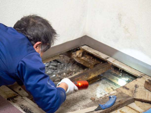 Best HVAC Mold Remediation in Southside, AR