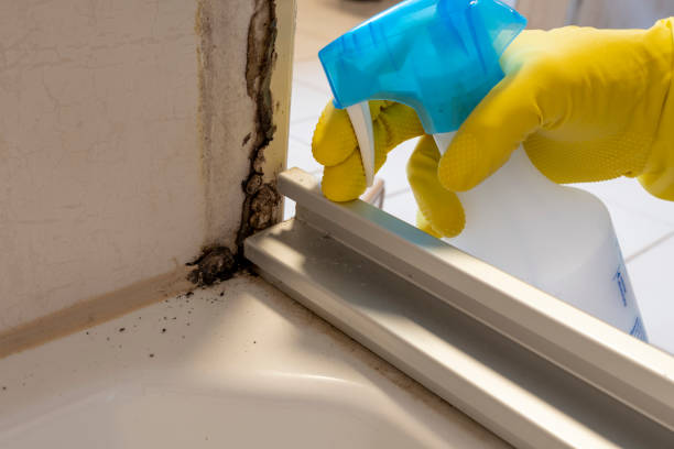 Best Bathroom Mold Remediation in Southside, AR